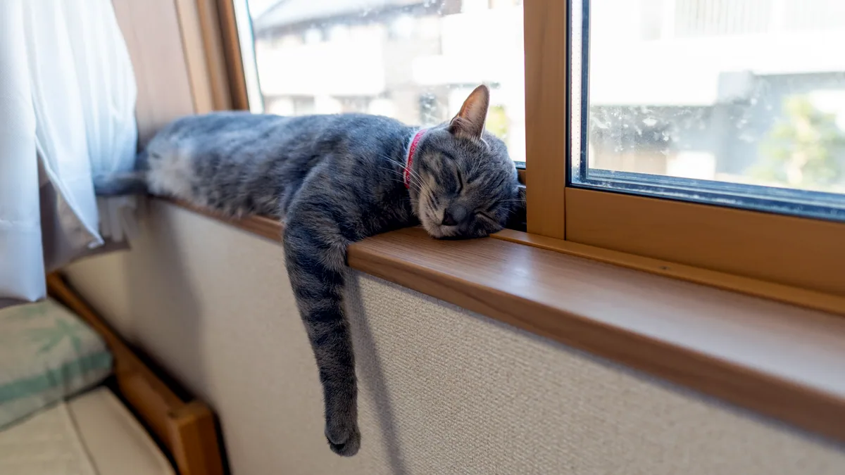 Un gato estirandose al sol en el alfeizar de una ventana.