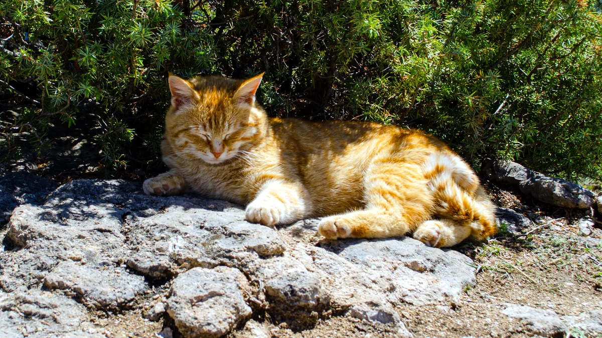 Un gato naranja tumbado en un charco de sol sobre el suelo.