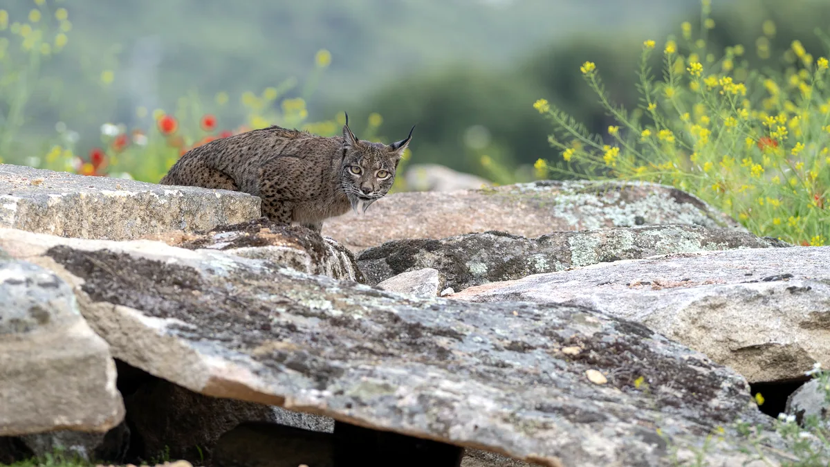 Un gato salvaje entre rocas volcánicas de una montaña árida.