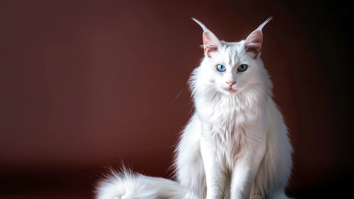 Un gato angora de pelaje sedoso y largo bañado por la luz.