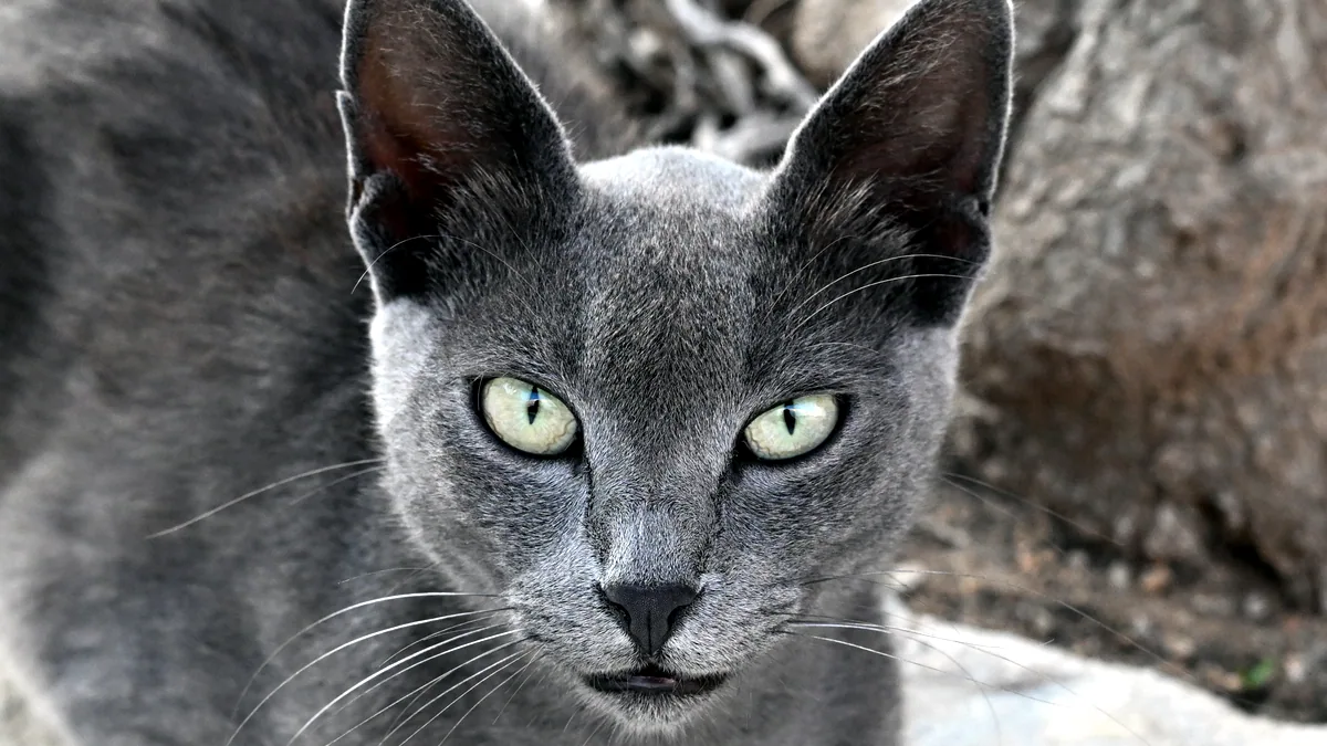 Un gato azul ruso de pelo gris plateado y ojos verdes brillantes.