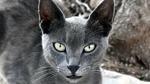 Un gato azul ruso de pelo gris plateado y ojos verdes brillantes.