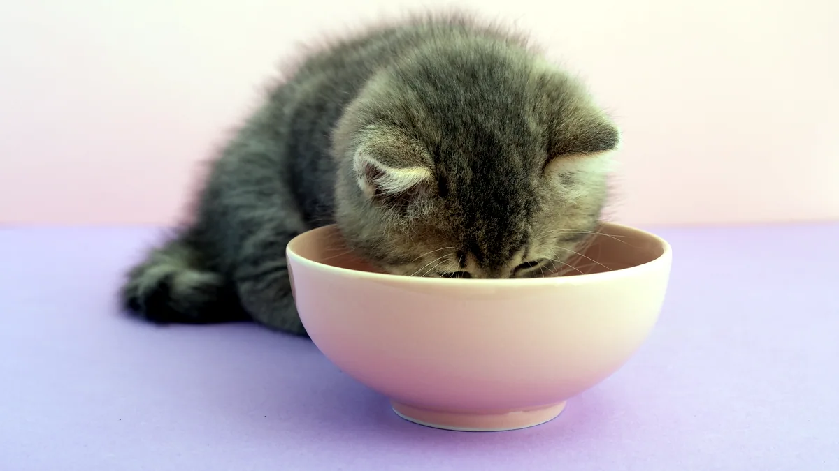 Un gatito comiendo de un bol de cerámica en el suelo.