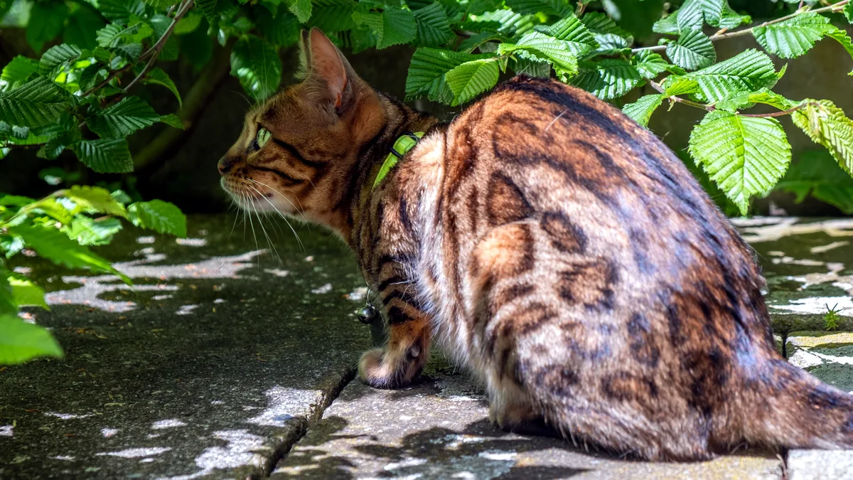Un gato bengalí con el pelaje moteado de marmoleado dorado.