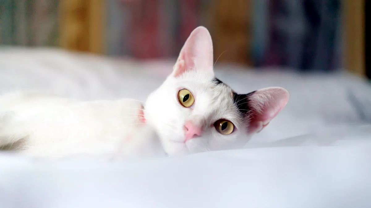 Un gato blanco de pelaje puro bajo la luz del mediodía.