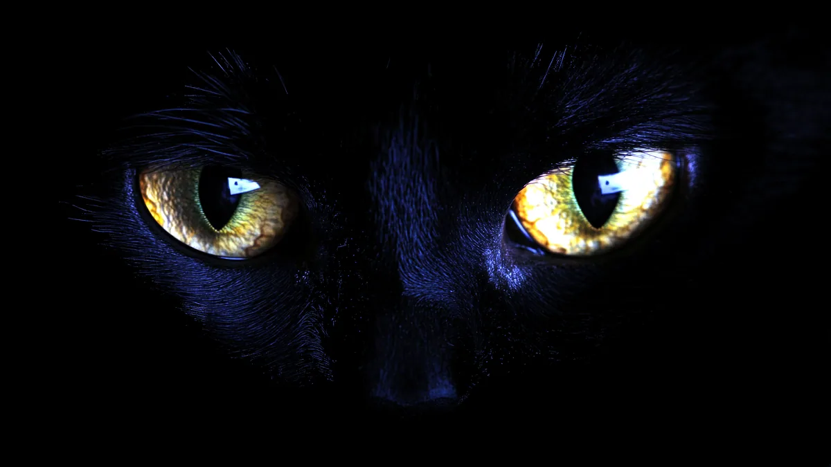 Un gato bombay de pelaje negro brillante y ojos dorados.