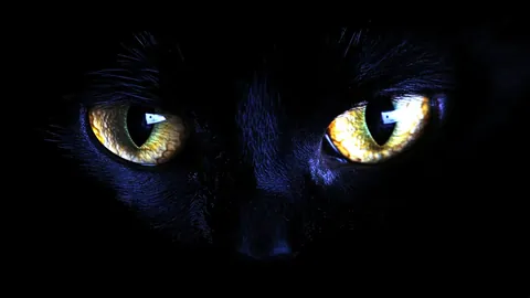 Un gato bombay de pelaje negro brillante y ojos dorados.