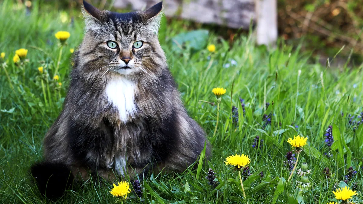 Un gato bosque de noruega al aire libre con el pelaje largo y denso.