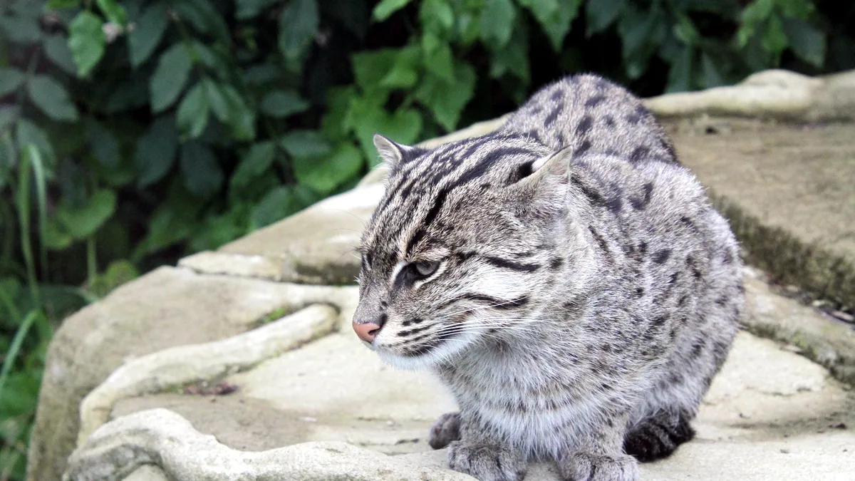 Un gato chino de pelaje atigrado fino y cuerpo atlético.