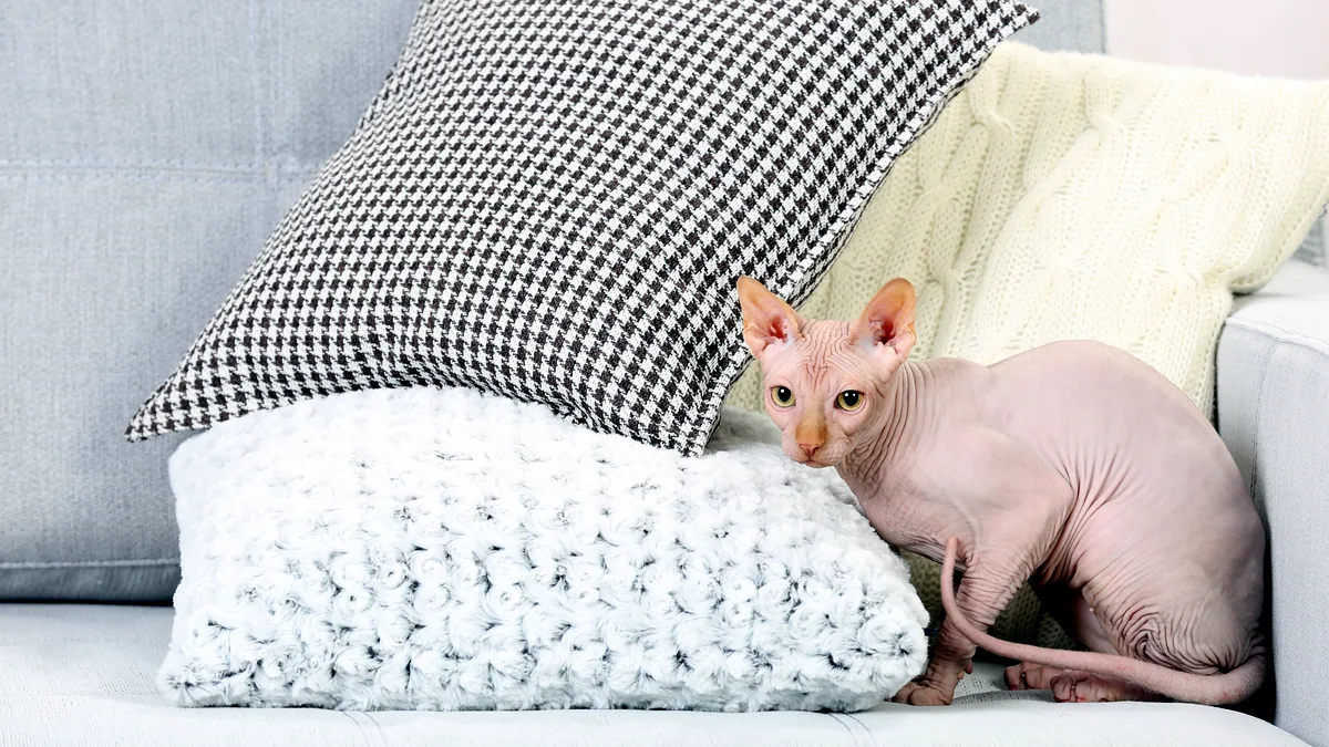 Un gato esfinge sin pelo tumbado sobre un cojín de terciopelo.