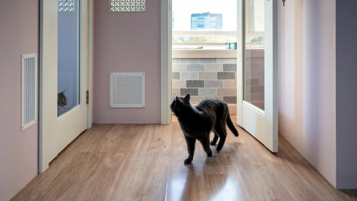 Un gato caminando por un pasillo de una casa con luz natural.