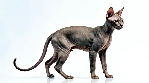 Un gato delgadísimo de pie en perfil mostrando su esbeltez.