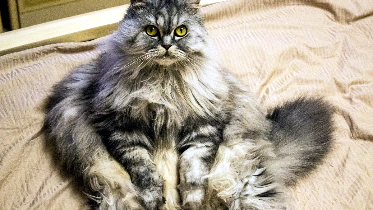 Un gato regordete tumbado de panza con el pelaje apelmazado.