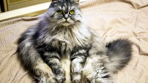 Un gato regordete tumbado de panza con el pelaje apelmazado.