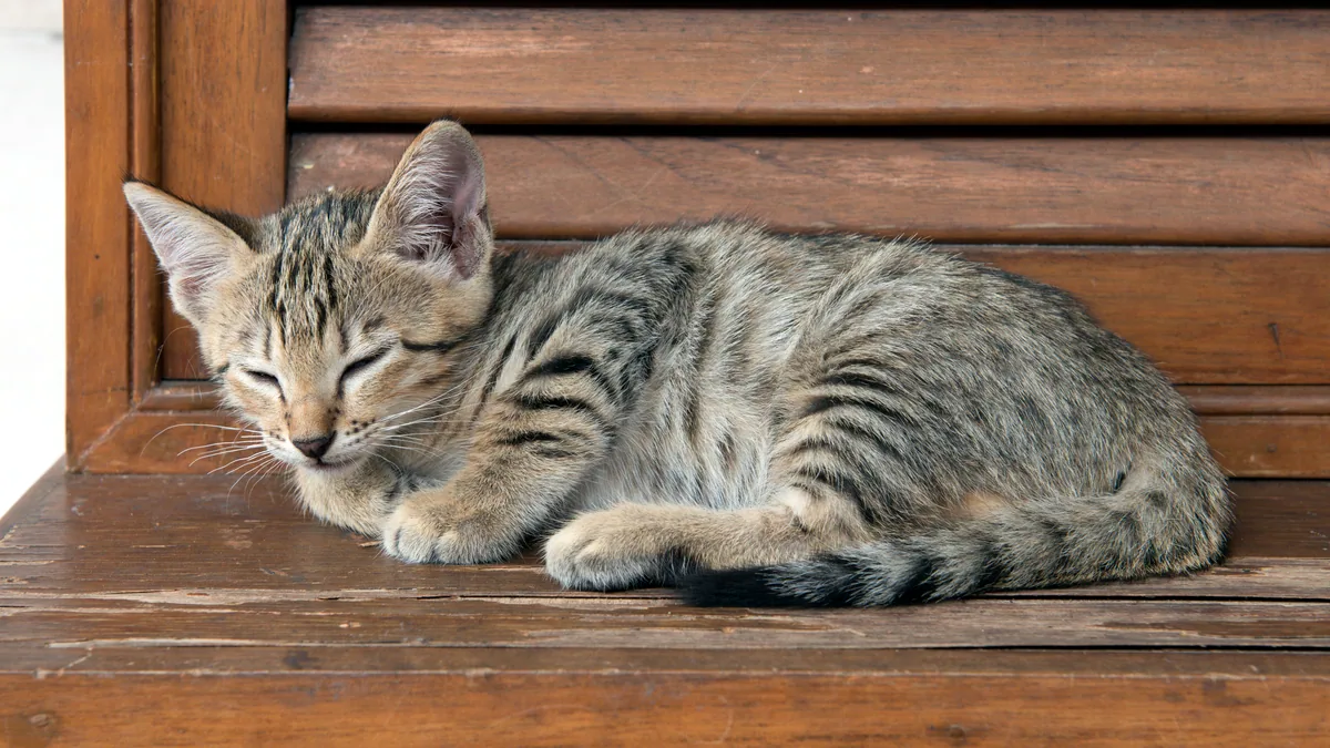 Un gato gris tumbado de lado con el pelaje suave al sol.