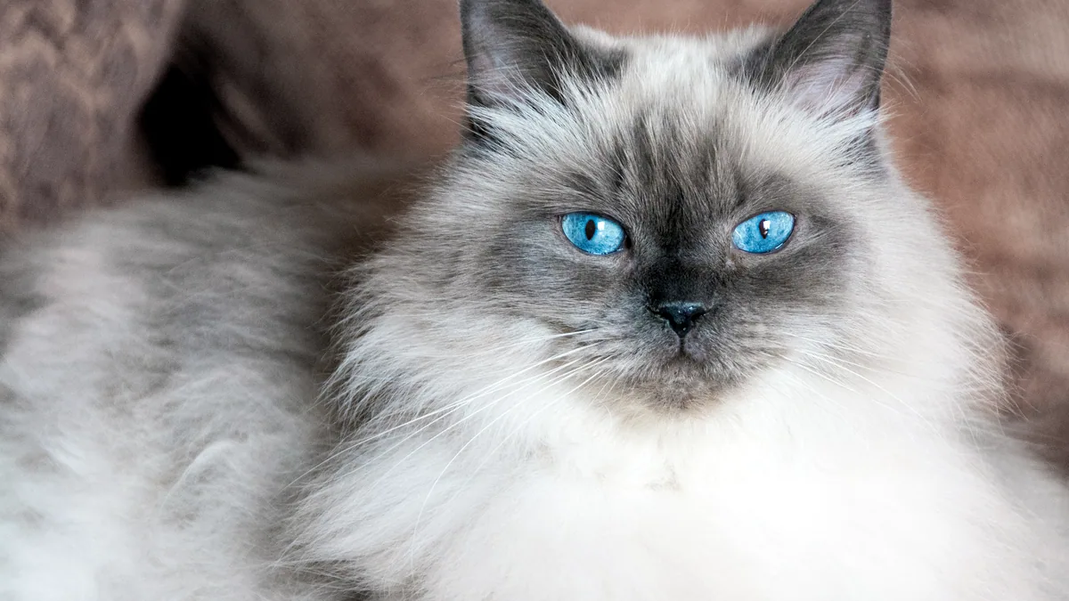 Un gato himalaya de pelaje largo y ojos azul intenso.