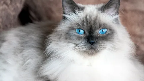 Un gato himalaya de pelaje largo y ojos azul intenso.