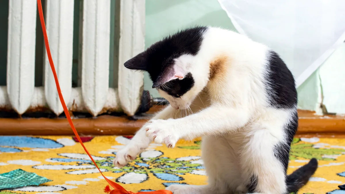 Un gato concentrado manipulando un juguete de puzzle en el suelo.