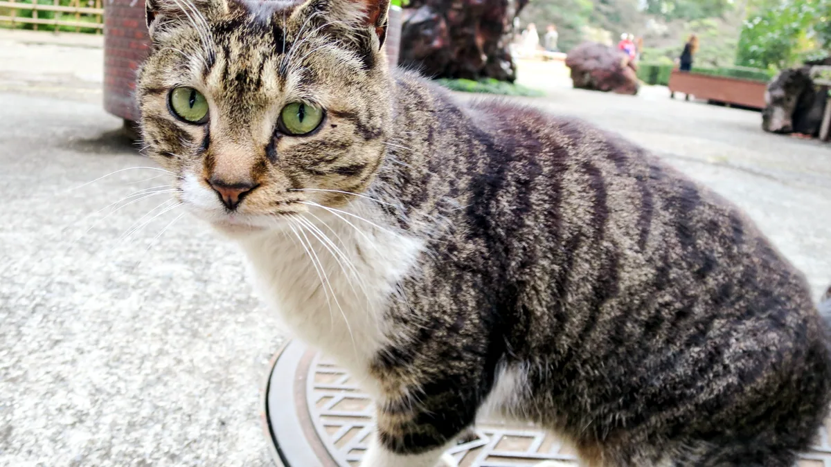 Un gato japonés bobtail con su característica cola corta y recta.