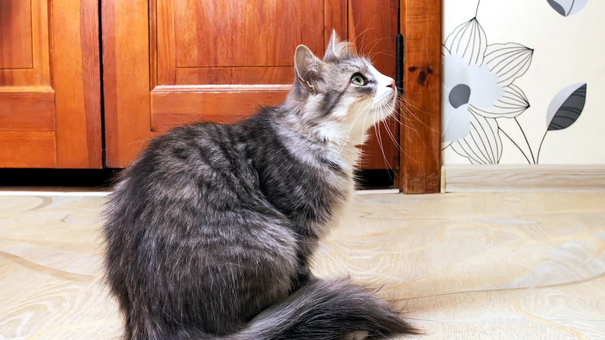 Un gato sentado con la espalda encorvada en una postura cómica.