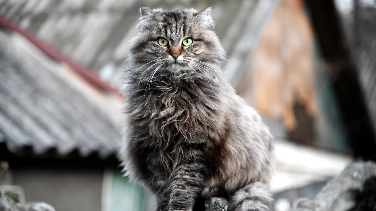 Un gato korat de pelaje plateado azulado y ojos ámbar.