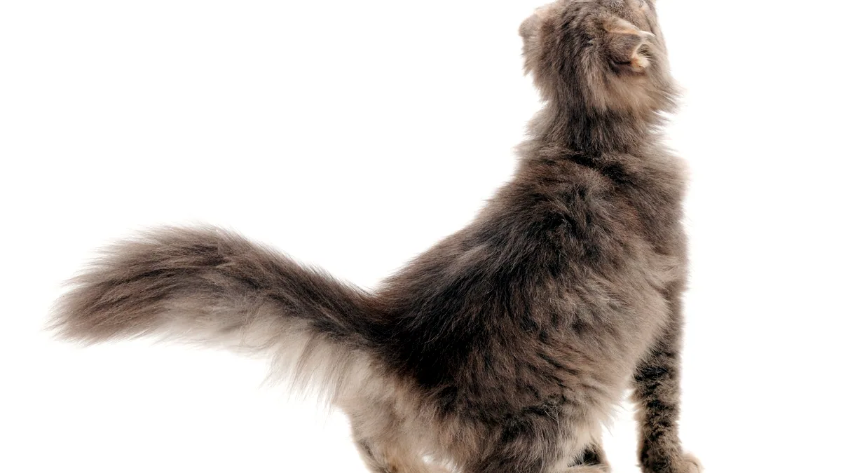 Un gato de pelo largo estirandose de puntas a puntas.