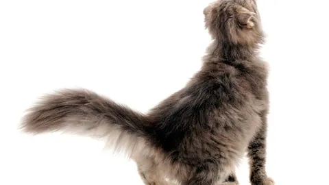 Un gato de pelo largo estirandose de puntas a puntas.
