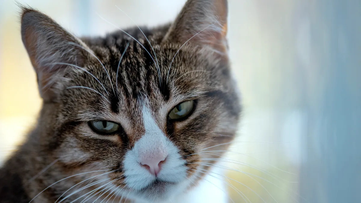 Un gato con los ojos muy abiertos y tristes mirando hacia arriba.