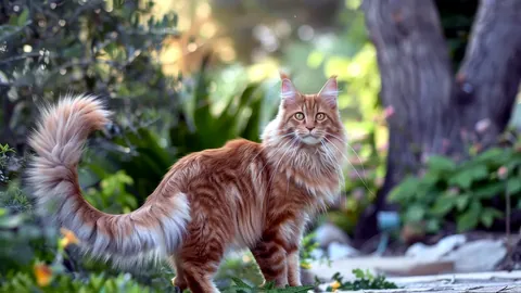 Un gato maine coon de gran tamaño con la cola esponjosa en alto.