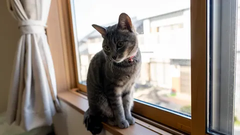 Un gato mirando por la ventana con la boca abierta.