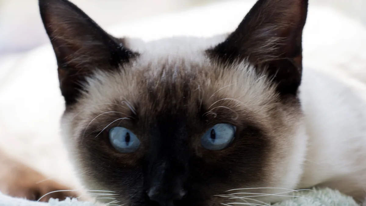 Un gato siamés de pelaje crema con ojos azules sentando erguido.