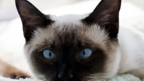 Un gato siamés de pelaje crema con ojos azules sentando erguido.