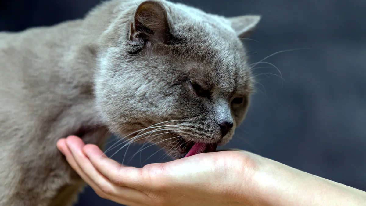 Un gato lamiendo suavemente la mano de una persona.