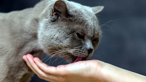 Un gato lamiendo suavemente la mano de una persona.